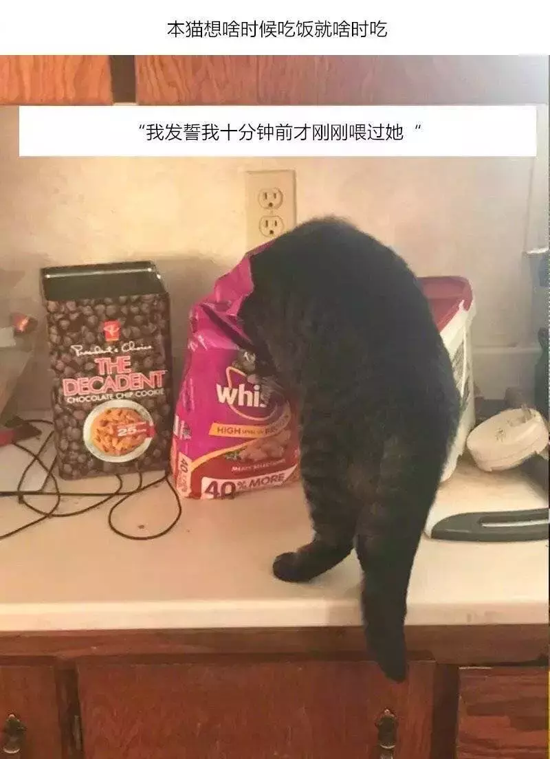 喵：這個家的主子只有我。