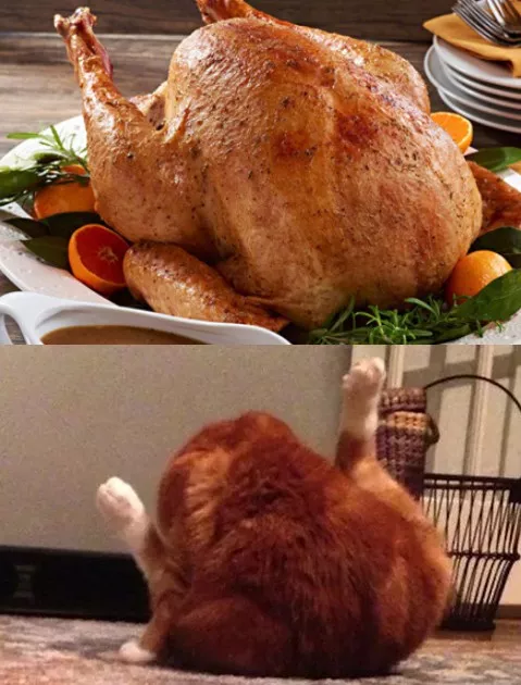 每吃一颗山竹，就有一只猫咪失去爪爪，网友：要被笑死