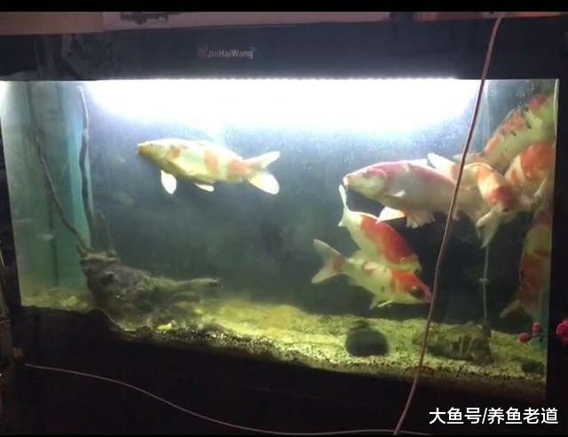 治疗观赏鱼病既要保住整缸鱼, 又要兼顾最严重的那一条!