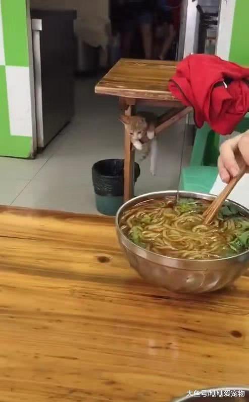 某馋猫藏在桌子下盯着碗，猫：我好像卡着了，救我下来一起吃！