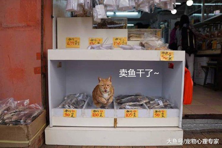 小伙路過魚攤，沖出來一只貓咪訛上自己，客官給點業績唄