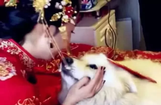 主人要出嫁了，萨摩耶慌乱之中的动作感动众人：主人你要幸福啊！