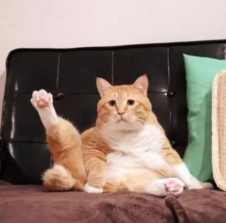 好心人收养一只流浪小橘猫，一年后画风突变，网友：不愧是橘猫