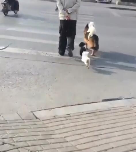 伦家过马路会怕，宠溺大狗秒当坐骑载走小白汪，超可愛的一幕！
