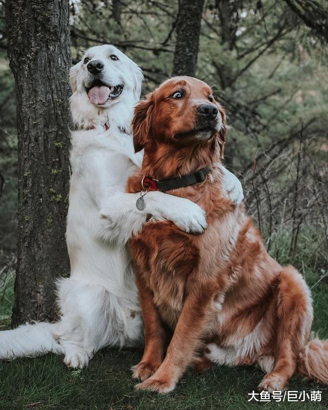 金毛不幸患上骨癌被截肢，好兄弟陪它走过苦难时光，相伴于抗癌路