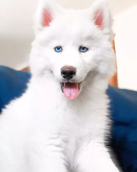 花了1500元在网上买了只白色哈士奇，收到货后却傻了