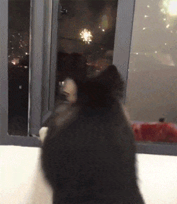 當雪橇犬遇上煙花，沒想到拆遷隊長也有這么可愛的一面...