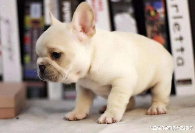 謹記：這5種食物法國斗牛犬不能吃，你有在喂嗎？