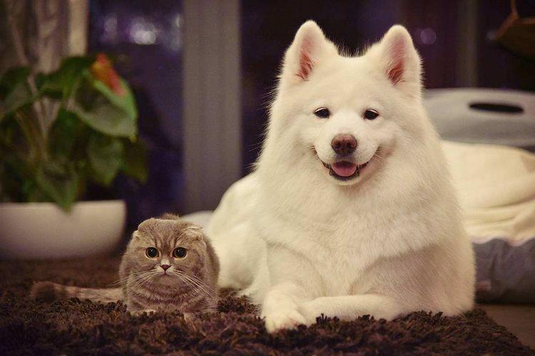 路人: 狗子, 我以为你是迷路了, 没想到你是个越狱惯犯