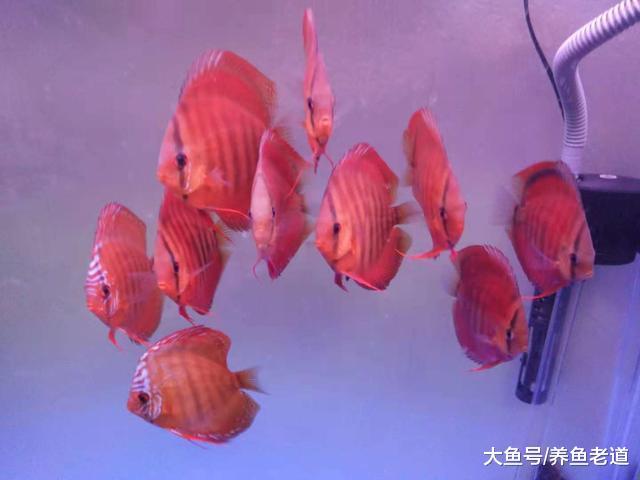 春节期间的鱼缸水质应该如何维护，才能让鱼缸水清如镜？