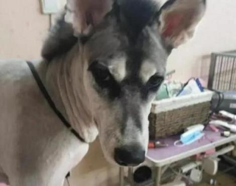 把二哈送去宠物店美容, 店长打电话过来: 这不是二哈, 是大爷