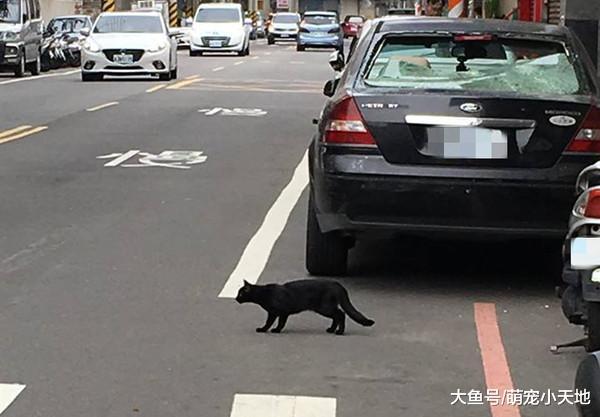 九命怪貓12樓墜落砸破車窗沒死，車主霸氣回：車可修，命重要