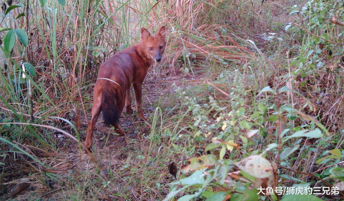在犬科家族里，它们“奸名”远播，体型小却能让老虎都害怕