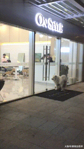 萨摩耶喜欢上了理发小哥，每次路过都要进去打招呼，主人很心累！