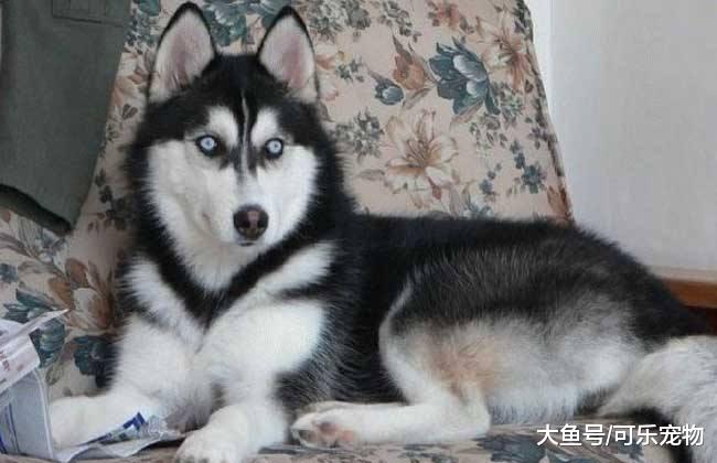 哈士奇真是个“交际花”，跟马和牛成了好朋友，还和猪一块玩耍