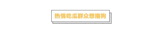 春節特輯：春節帶狗狗出門，你需要知道這些細節