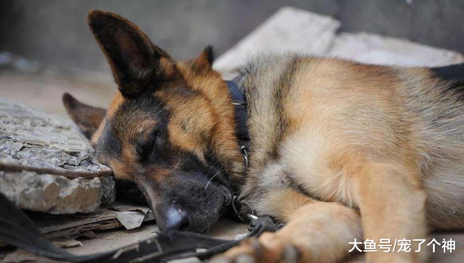 搜救犬：地震中，我不会因为你是狗黑就放弃你。