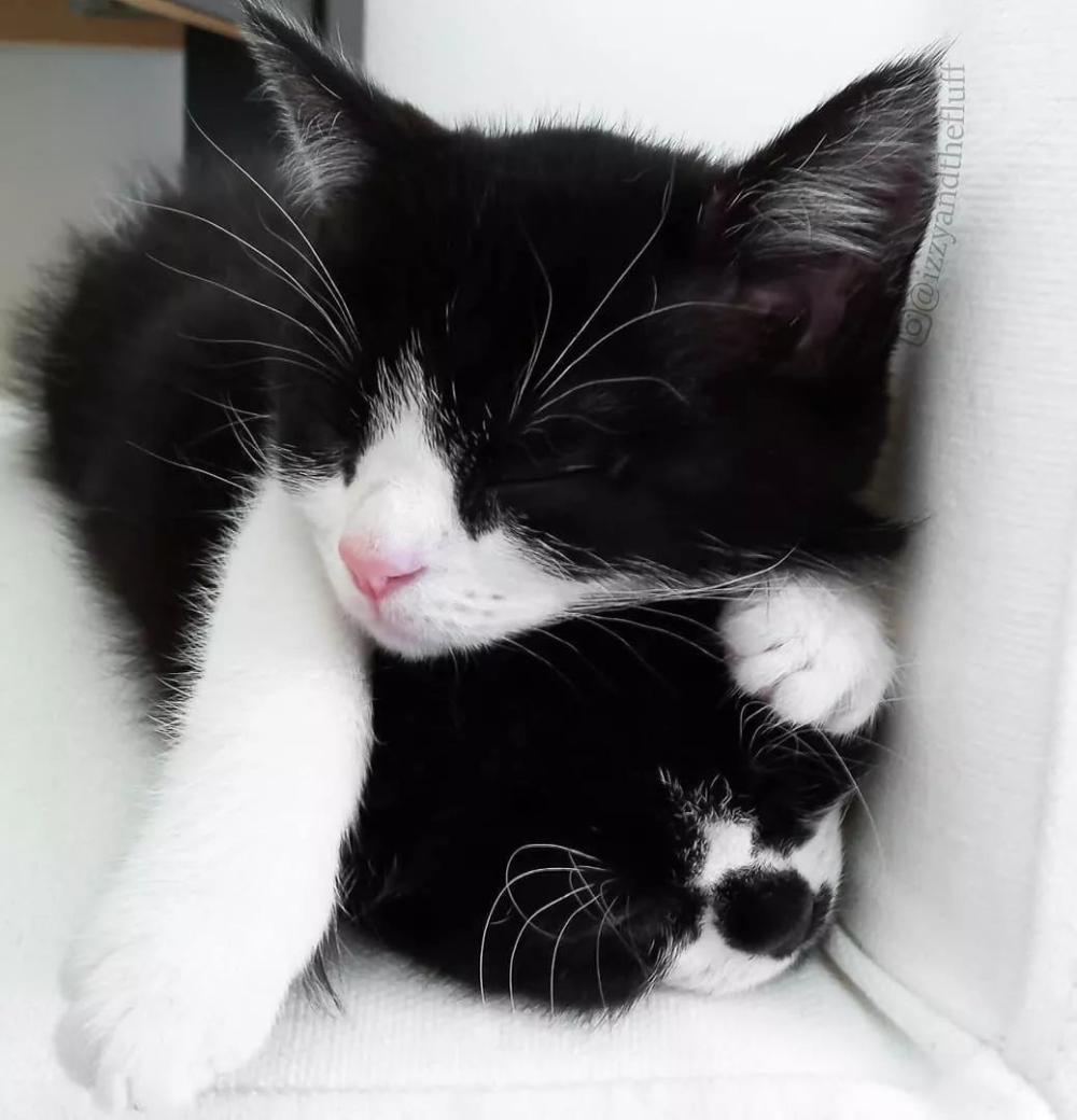 这只奶牛猫不仅会比心! 还有卡姿兰大眼睛