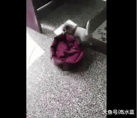 小狗自己拖窝去晒阳光浴，趴在窝上，蹬开四肢太萌了！