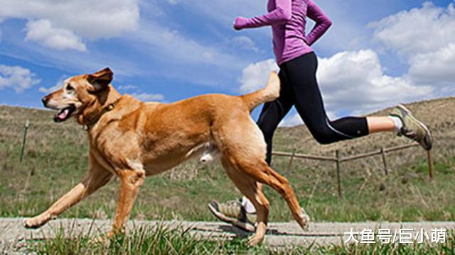 你家狗狗会焦虑吗？你尝试过哪些方法来帮它？试试下面几个方法