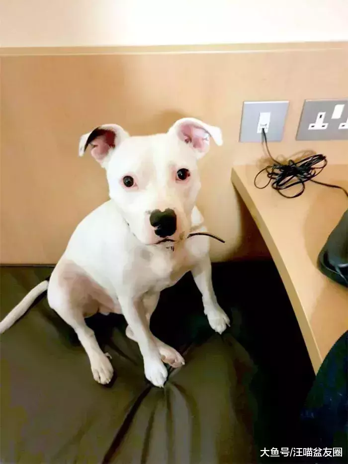 曾经它被连狗带窝遗弃在路边 如今明星和富翁抢着要收养它