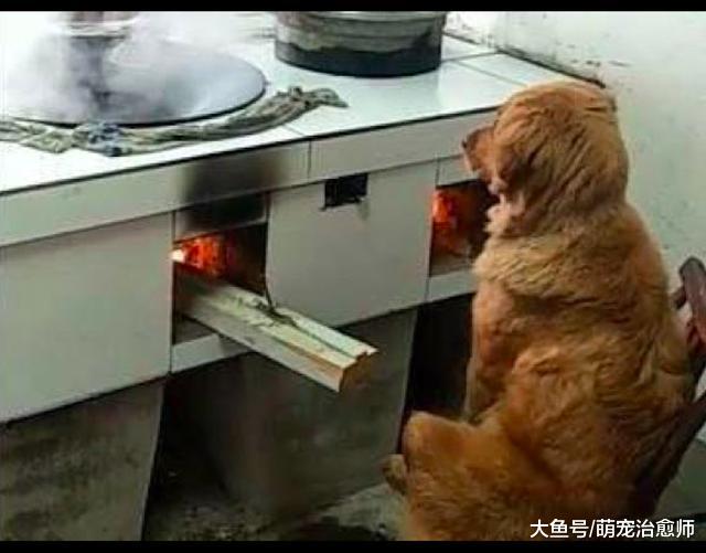 主人把金毛送回老家，没想到它被用来看着烧火，小眼神好委屈呀！