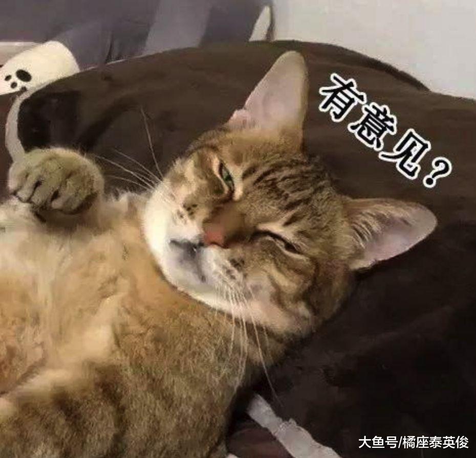 猫咪日常检查铲屎官呼吸操作: 蹲你胸口, 然后在肚子上蹦两下!