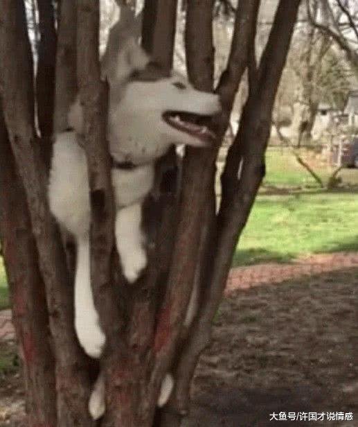 遛狗时内急让大爷帮忙照看狗狗，回来后二哈却成为焦点让人笑哭