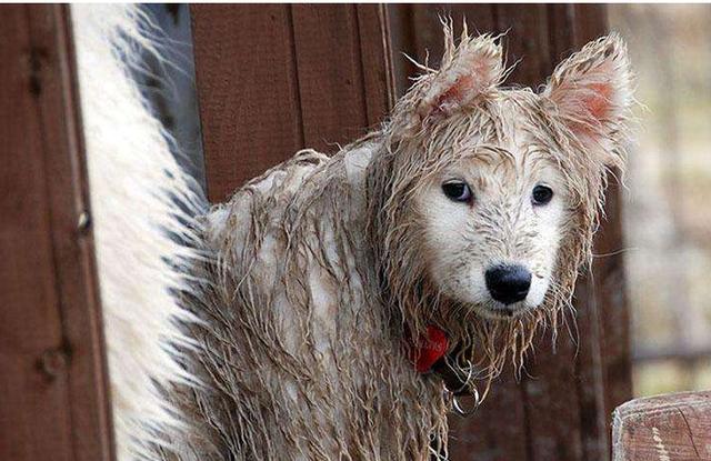 微笑天使萨摩，每个人眼中的可爱的一面