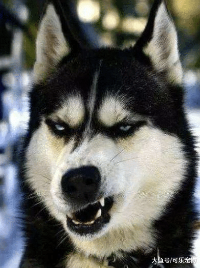 主人给哈士奇照镜子，结果二哈懵圈了：这里面是谁？快出来单挑！