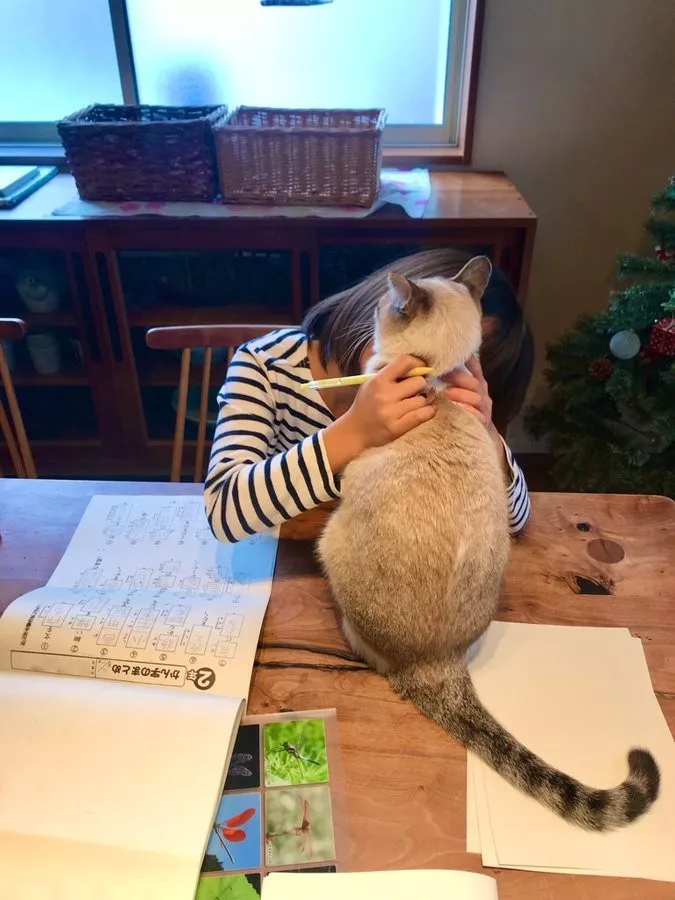 读书和学习是人类进步的阶梯，猫说：那倒也未必