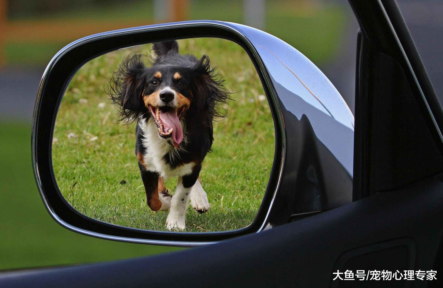 駕車帶狗狗出去游玩，狗狗暈車了怎么辦？5大妙招教你解決難題