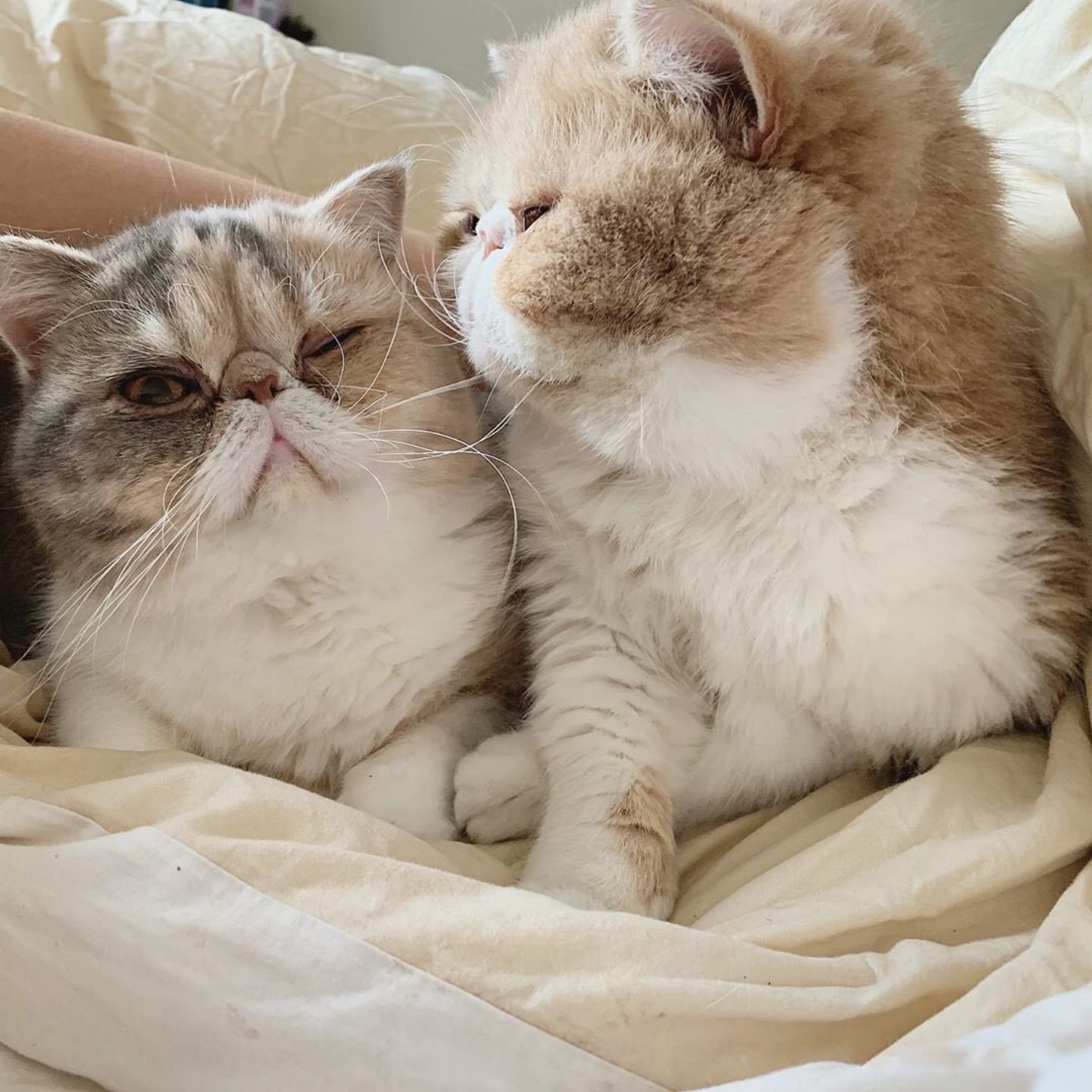 网友说她每天都是被加菲猫这样叫醒的！太暖心了，养猫就养加菲猫