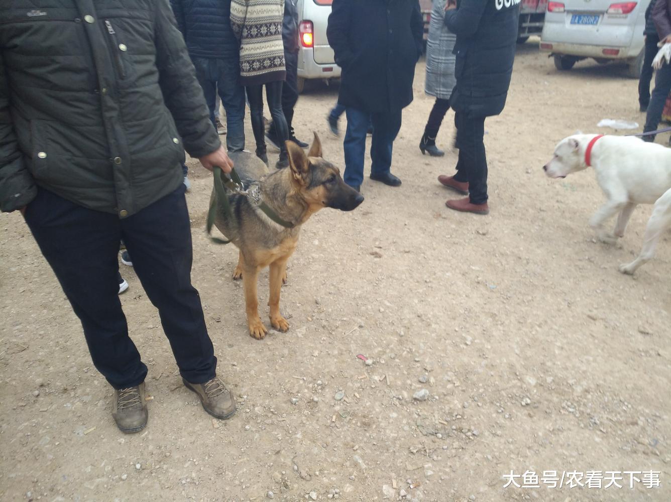 男子将昆明犬当肉狗卖商贩称300元收, 饲主愤然表示不卖了!