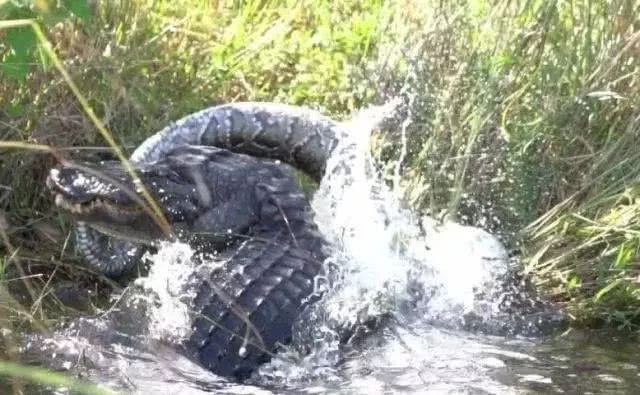 陆地上最凶残的冷血动物：短吻鳄对决缅甸巨蟒，输家沦为大餐！