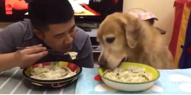 男子做好饺子后，和狗狗进行大胃王比赛，结局却很是尴尬