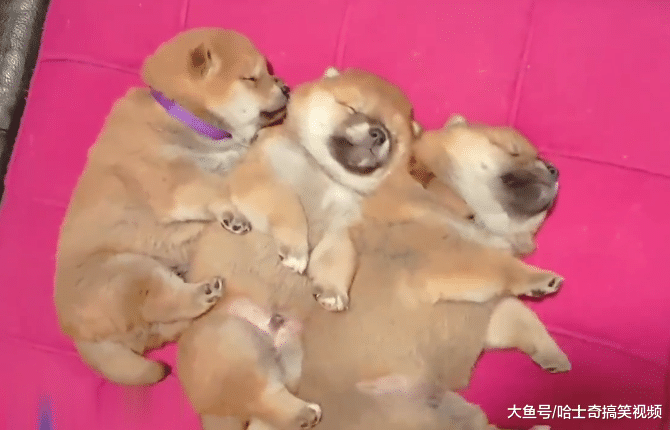 柴犬“夫妻”很恩爱，小奶狗却被丢一边，是充话费送的吗？