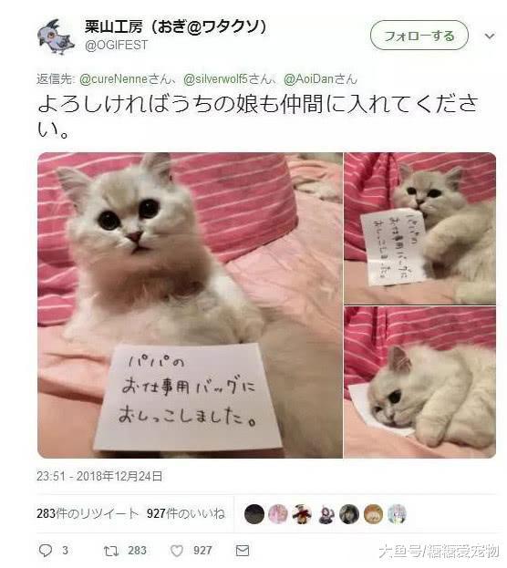 日本猫咪犯了错, 铲屎官通常这样惩罚它们, 猫: 我不要面子啊!