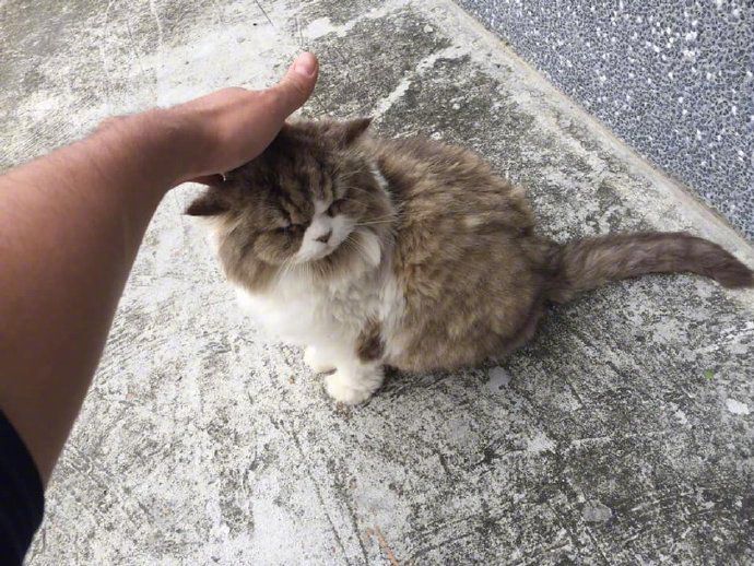 《惊奇队长》其实是一部大型撸猫电影，“噬元兽”咕咕才是抢戏王