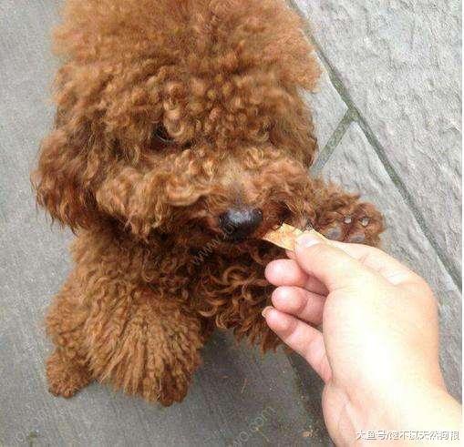 泰迪犬都有的5个坏毛病, 再纵容, 只会伤害它!