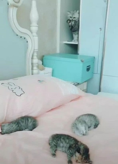 女主刚铺好新床单，猫咪就把幼崽全部搬到床上，主人瞬间傻眼了