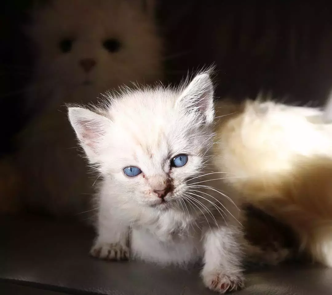 瘫痪小猫被亲妈遗弃，隔壁二哈：你不养，我养！