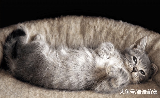 猫咪晚上不睡觉该咋办？试试下面5个办法，它就不会那么“野”了