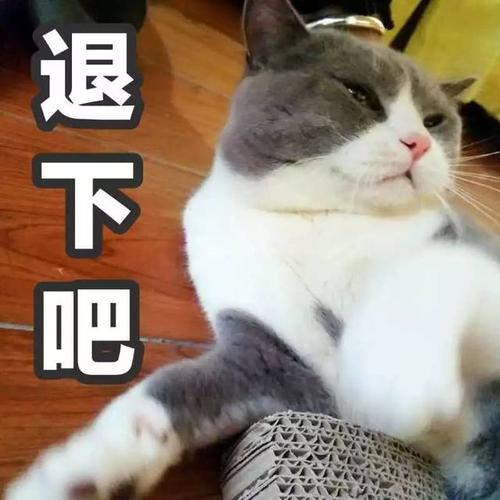 学会这些专业走心的撸猫姿势，让家中喵星人欲罢不能