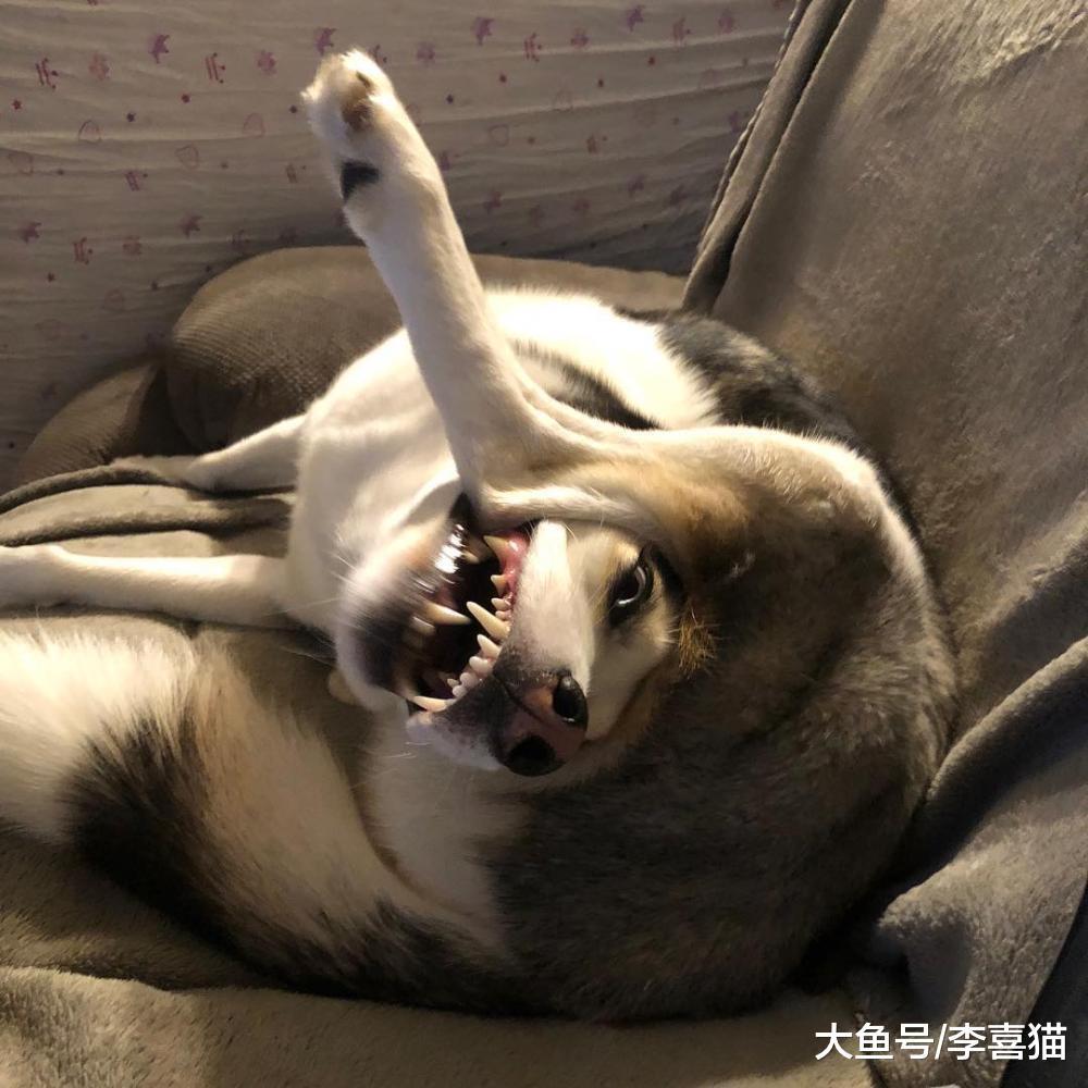 哈士奇的智商真的不低，人家只是勇于堅持自己的獨特想法而已！