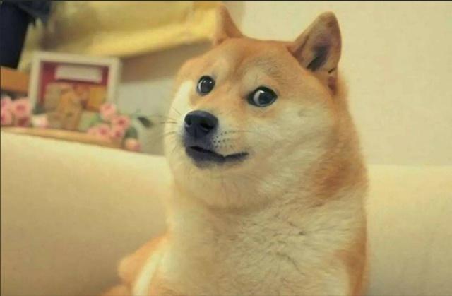 这5种狗最难遛，散步时都不知道到底是谁遛谁，你家爱犬也是吗？