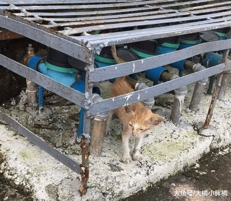 瘦弱小猫被小伙多看了几眼，它却跟着小伙走，想要幸福就得厚脸皮