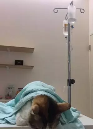 三花猫遭退养自残拔毛，生无可恋的它决定等死！