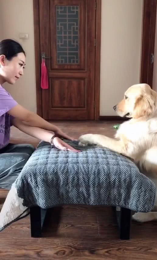 金毛跟着主人后面学动作，熟练的样子让人不可思议，网友：狗精