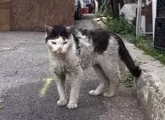 他拍摄的流浪猫，个个儿都生龙活虎，快活得让家喵羡慕……